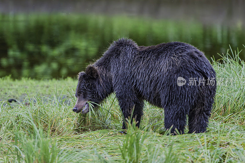 棕熊(Ursus arctos)是熊科的一种杂食性哺乳动物，分布在欧亚大陆北部和北美的大部分地区。阿拉斯加海军部岛的派克溪。吃青草。